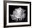 Dianne's Rose (black and white)-Scott Peck-Framed Art Print