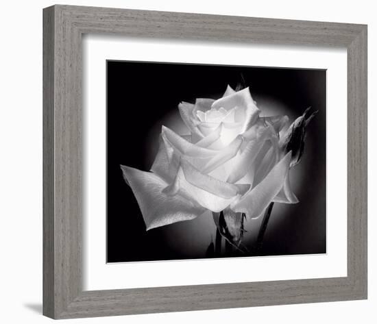 Dianne's Rose (black and white)-Scott Peck-Framed Art Print