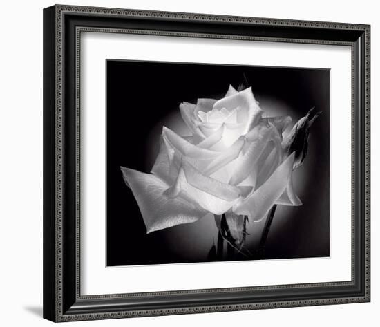 Dianne's Rose (black and white)-Scott Peck-Framed Art Print