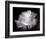 Dianne's Rose (black and white)-Scott Peck-Framed Art Print