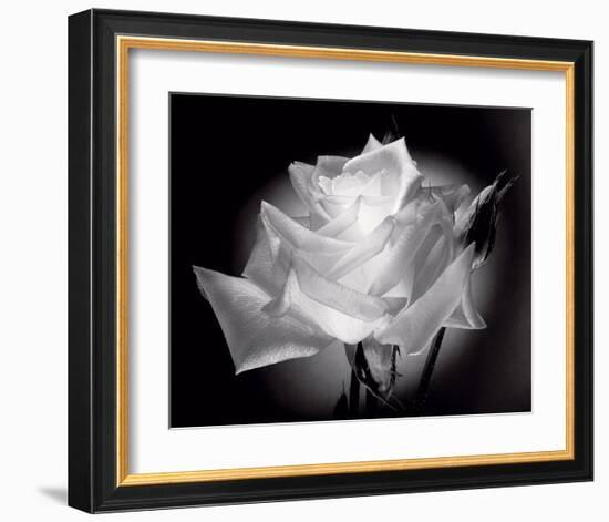 Dianne's Rose (black and white)-Scott Peck-Framed Art Print