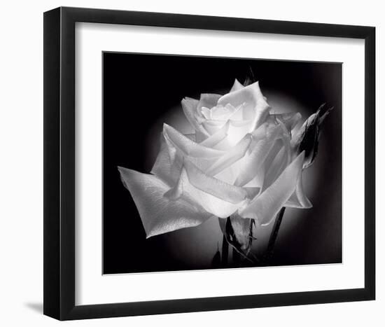 Dianne's Rose (black and white)-Scott Peck-Framed Art Print