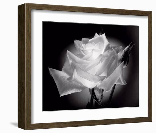 Dianne's Rose (black and white)-Scott Peck-Framed Art Print