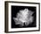 Dianne's Rose (black and white)-Scott Peck-Framed Art Print