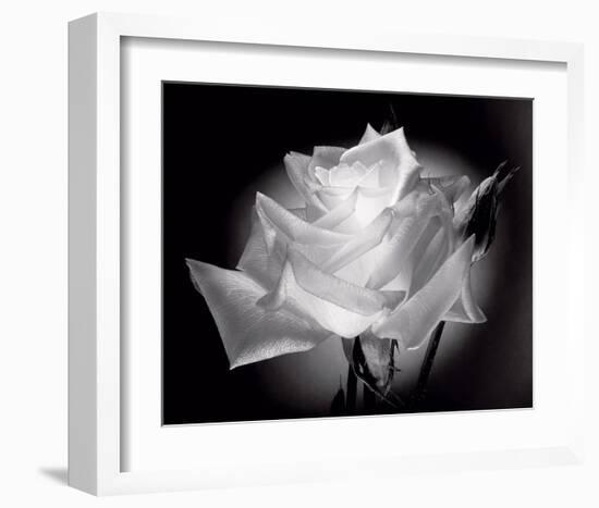 Dianne's Rose (black and white)-Scott Peck-Framed Art Print