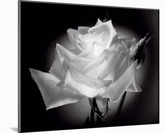 Dianne's Rose (black and white)-Scott Peck-Mounted Art Print