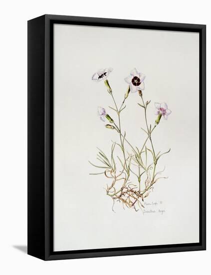 Dianthus 'Argus', 1997-Alison Cooper-Framed Premier Image Canvas