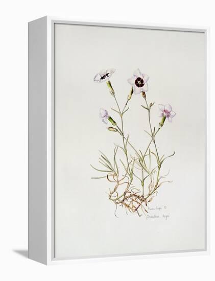 Dianthus 'Argus', 1997-Alison Cooper-Framed Premier Image Canvas