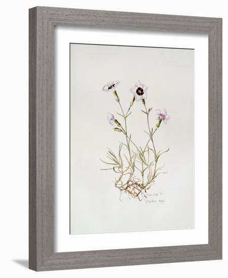 Dianthus 'Argus', 1997-Alison Cooper-Framed Giclee Print