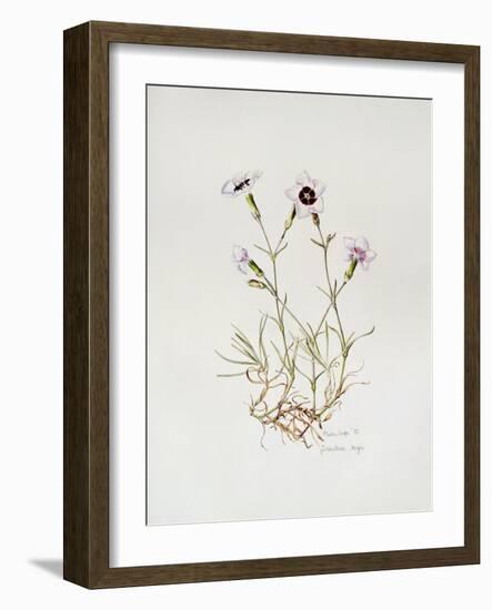 Dianthus 'Argus', 1997-Alison Cooper-Framed Giclee Print