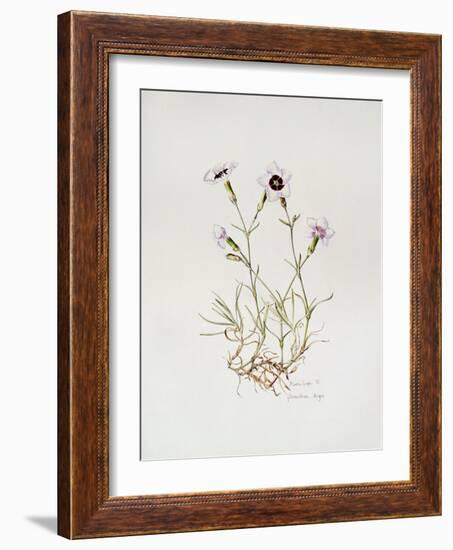 Dianthus 'Argus', 1997-Alison Cooper-Framed Giclee Print