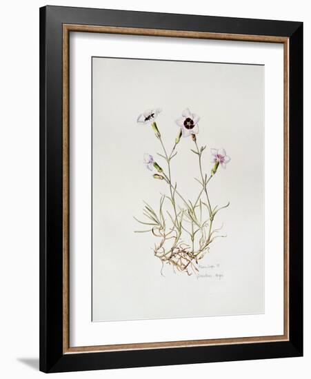 Dianthus 'Argus', 1997-Alison Cooper-Framed Giclee Print