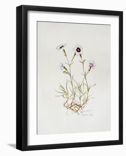 Dianthus 'Argus', 1997-Alison Cooper-Framed Giclee Print