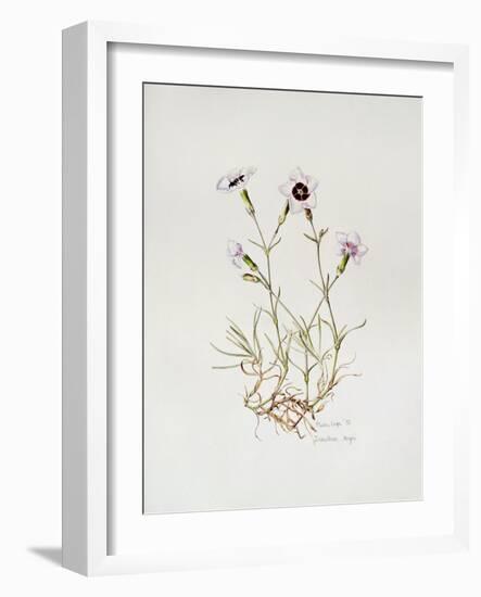 Dianthus 'Argus', 1997-Alison Cooper-Framed Giclee Print