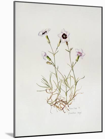 Dianthus 'Argus', 1997-Alison Cooper-Mounted Giclee Print