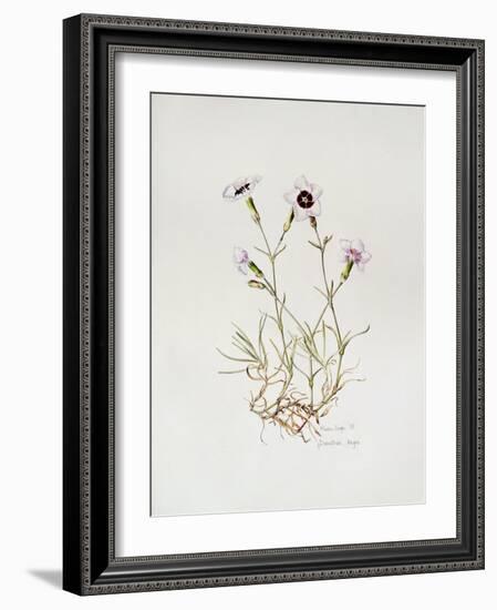 Dianthus 'Argus', 1997-Alison Cooper-Framed Giclee Print