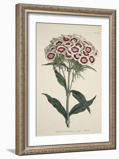 Dianthus Barbatus (Bearded Pink), from the Botanical Magzaine or Flower Garden Displayed, Pub. 1792-English School-Framed Giclee Print