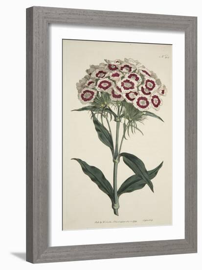 Dianthus Barbatus (Bearded Pink), from the Botanical Magzaine or Flower Garden Displayed, Pub. 1792-English School-Framed Giclee Print