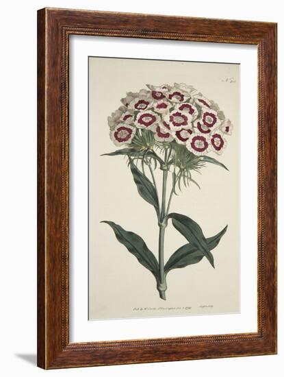 Dianthus Barbatus (Bearded Pink), from the Botanical Magzaine or Flower Garden Displayed, Pub. 1792-English School-Framed Giclee Print