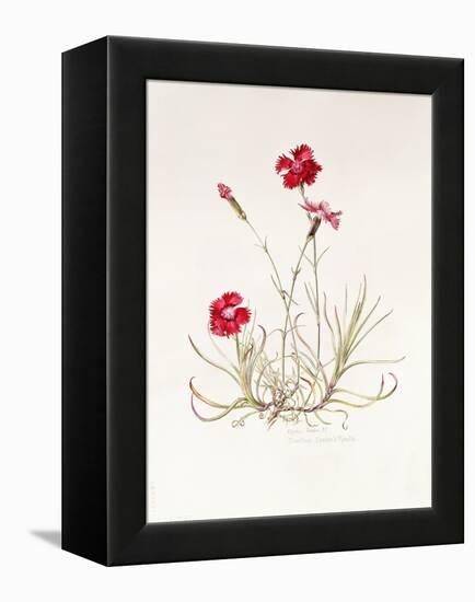 Dianthus Caesar's Mantle, 1997-Alison Cooper-Framed Premier Image Canvas