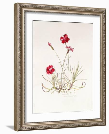 Dianthus Caesar's Mantle, 1997-Alison Cooper-Framed Giclee Print