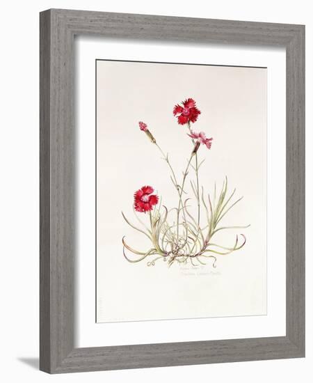 Dianthus Caesar's Mantle, 1997-Alison Cooper-Framed Giclee Print