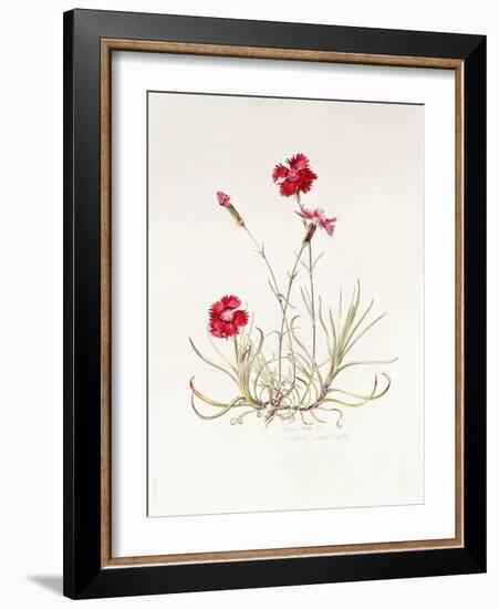 Dianthus Caesar's Mantle, 1997-Alison Cooper-Framed Giclee Print