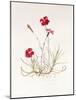 Dianthus Caesar's Mantle, 1997-Alison Cooper-Mounted Giclee Print