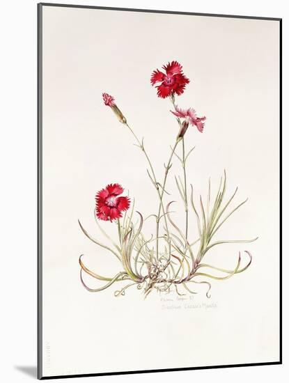 Dianthus Caesar's Mantle, 1997-Alison Cooper-Mounted Giclee Print