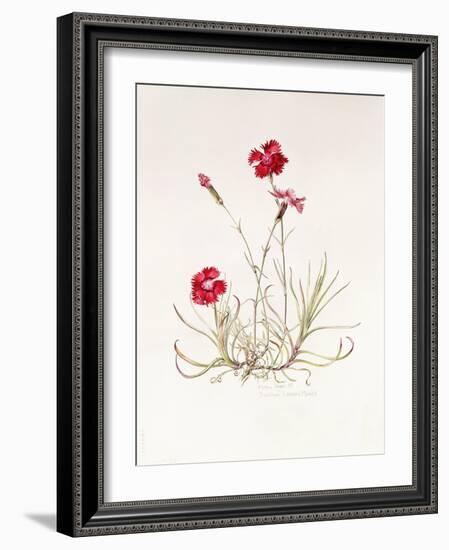 Dianthus Caesar's Mantle, 1997-Alison Cooper-Framed Giclee Print