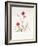 Dianthus Caesar's Mantle, 1997-Alison Cooper-Framed Giclee Print