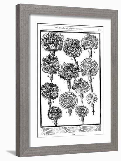 Dianthus (Carnations and Pink), 1629-null-Framed Giclee Print