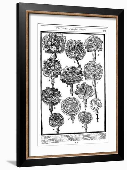 Dianthus (Carnations and Pink), 1629-null-Framed Giclee Print