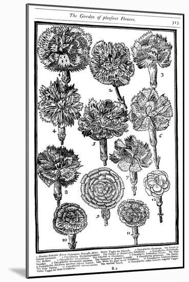 Dianthus (Carnations and Pink), 1629-null-Mounted Giclee Print