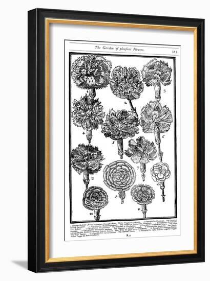 Dianthus (Carnations and Pink), 1629-null-Framed Giclee Print