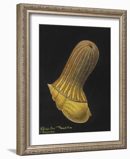 Dianthus Parasitica Sagarlia: Parasitic Anemone-Philip Henry Gosse-Framed Giclee Print