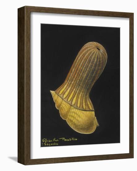 Dianthus Parasitica Sagarlia: Parasitic Anemone-Philip Henry Gosse-Framed Giclee Print