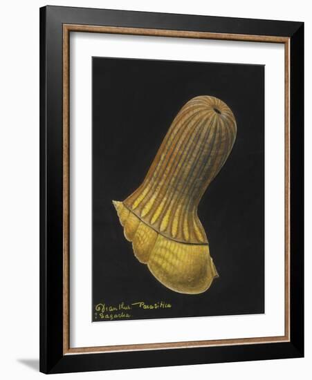 Dianthus Parasitica Sagarlia: Parasitic Anemone-Philip Henry Gosse-Framed Giclee Print