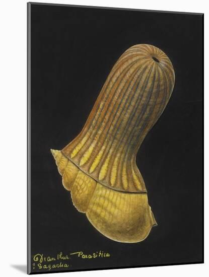 Dianthus Parasitica Sagarlia: Parasitic Anemone-Philip Henry Gosse-Mounted Giclee Print