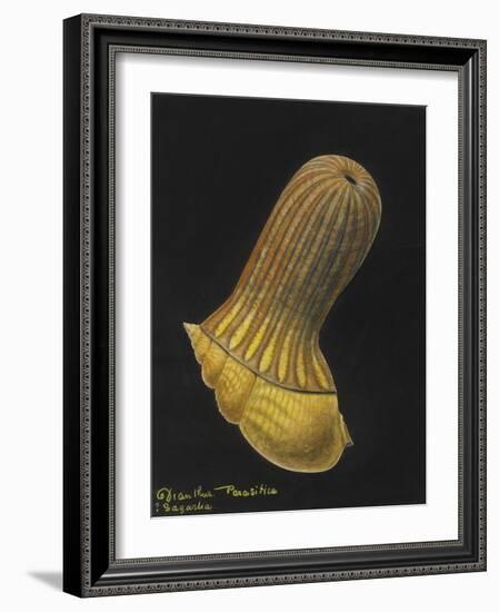 Dianthus Parasitica Sagarlia: Parasitic Anemone-Philip Henry Gosse-Framed Giclee Print