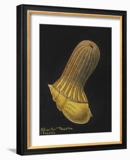 Dianthus Parasitica Sagarlia: Parasitic Anemone-Philip Henry Gosse-Framed Giclee Print