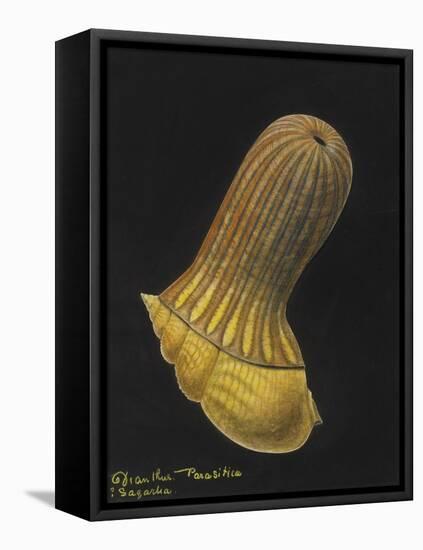 Dianthus Parasitica Sagarlia: Parasitic Anemone-Philip Henry Gosse-Framed Premier Image Canvas