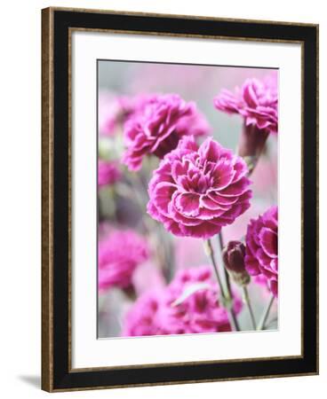 Dianthus Washington, Collection of Pink Flowers, Whetman Pinks Ltd ...