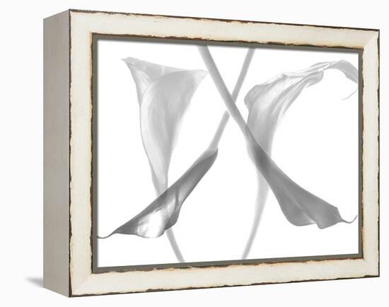 Diaphanous Calla Lilies-Magda Indigo-Framed Premier Image Canvas