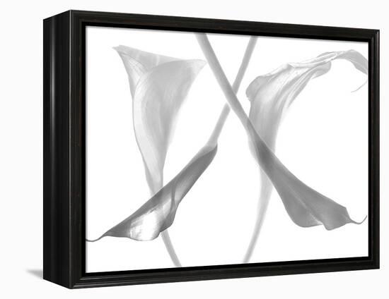 Diaphanous Calla Lilies-Magda Indigo-Framed Premier Image Canvas