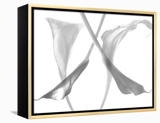 Diaphanous Calla Lilies-Magda Indigo-Framed Premier Image Canvas