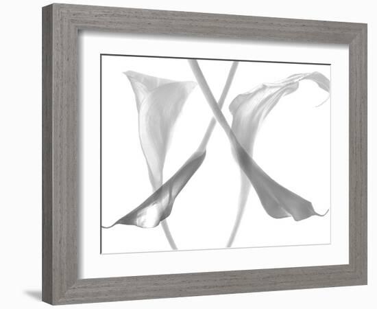 Diaphanous Calla Lilies-Magda Indigo-Framed Photographic Print