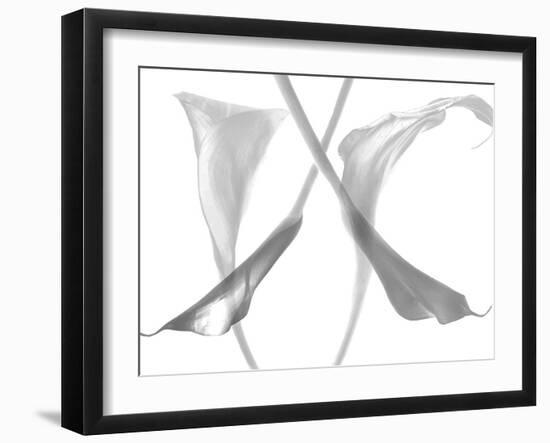 Diaphanous Calla Lilies-Magda Indigo-Framed Photographic Print