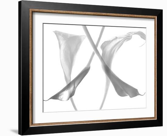 Diaphanous Calla Lilies-Magda Indigo-Framed Photographic Print