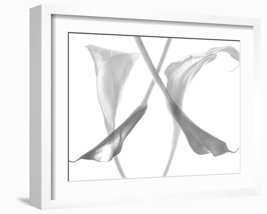 Diaphanous Calla Lilies-Magda Indigo-Framed Photographic Print